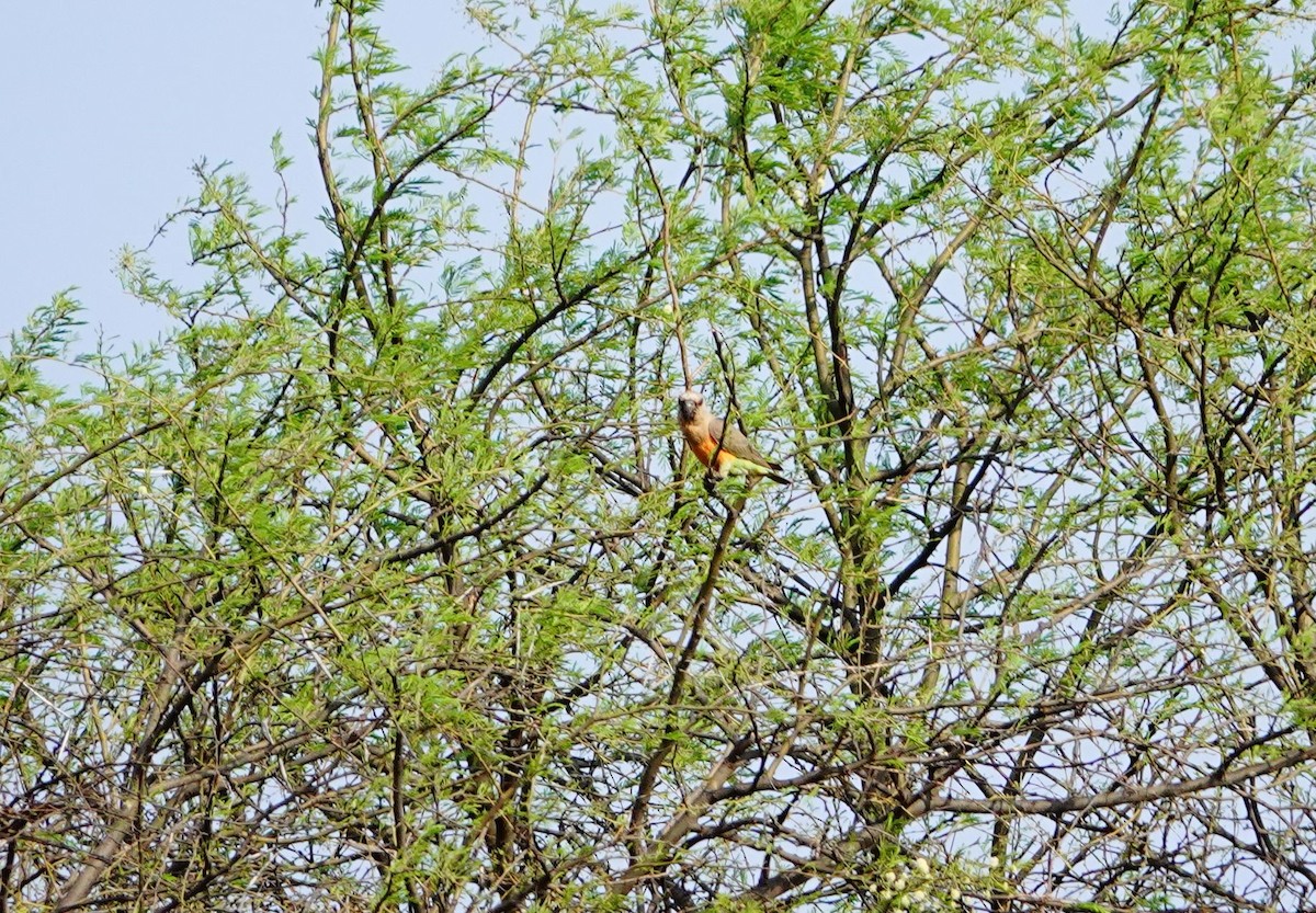Red-bellied Parrot - ML639857257