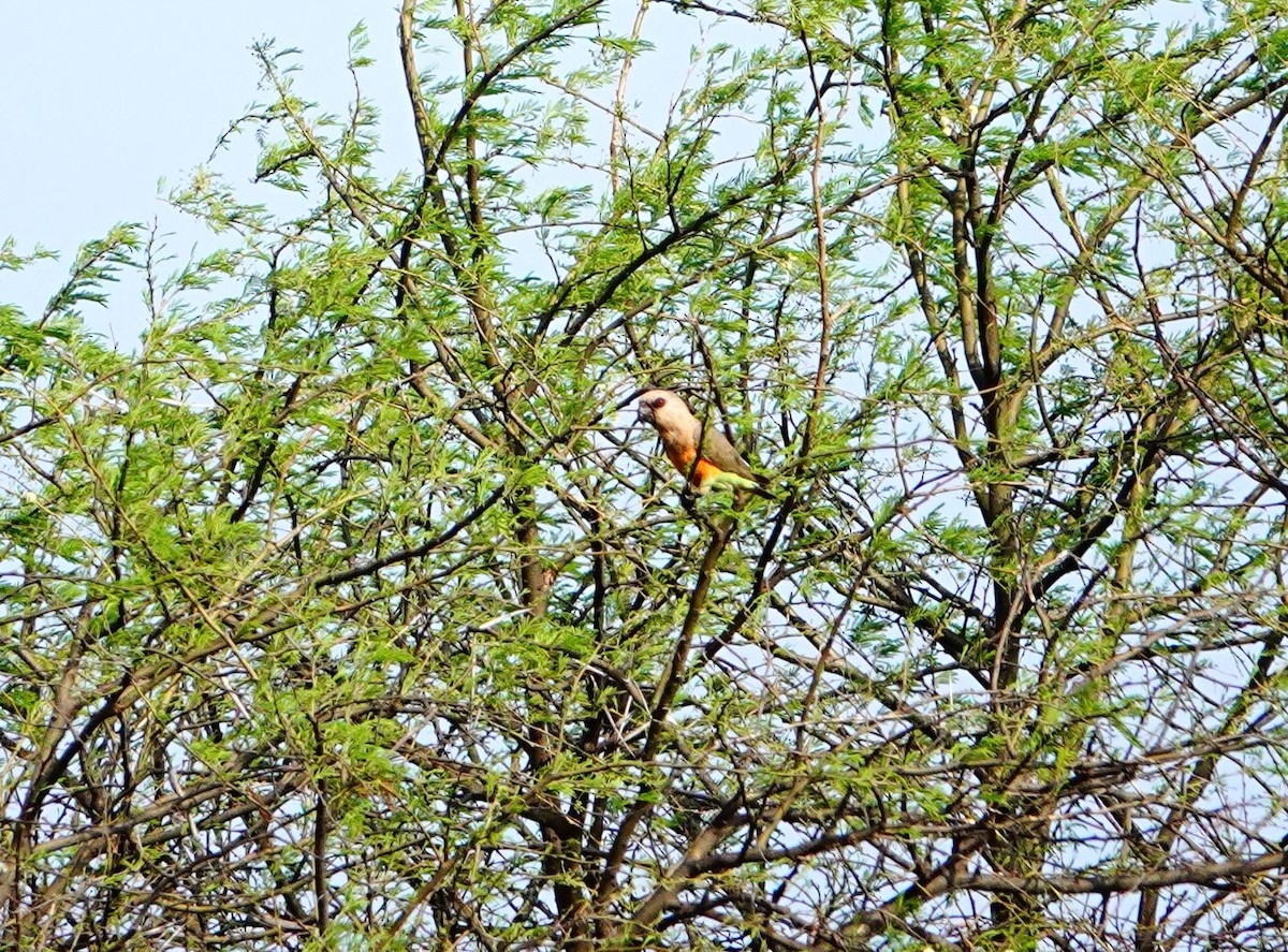Red-bellied Parrot - ML639857259