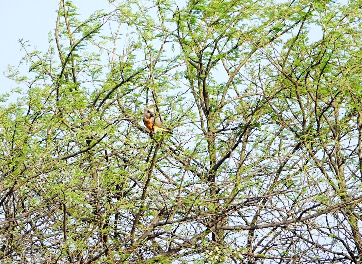 Red-bellied Parrot - ML639857261