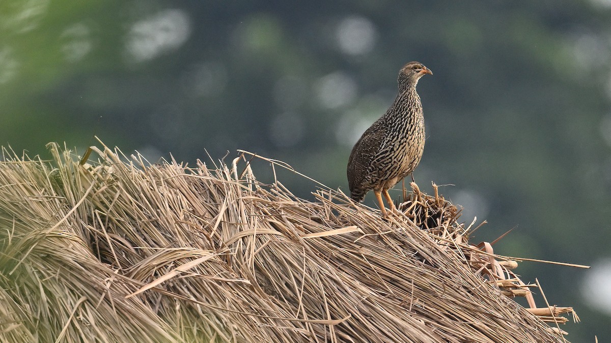 Heuglin's Spurfowl - ML639857288