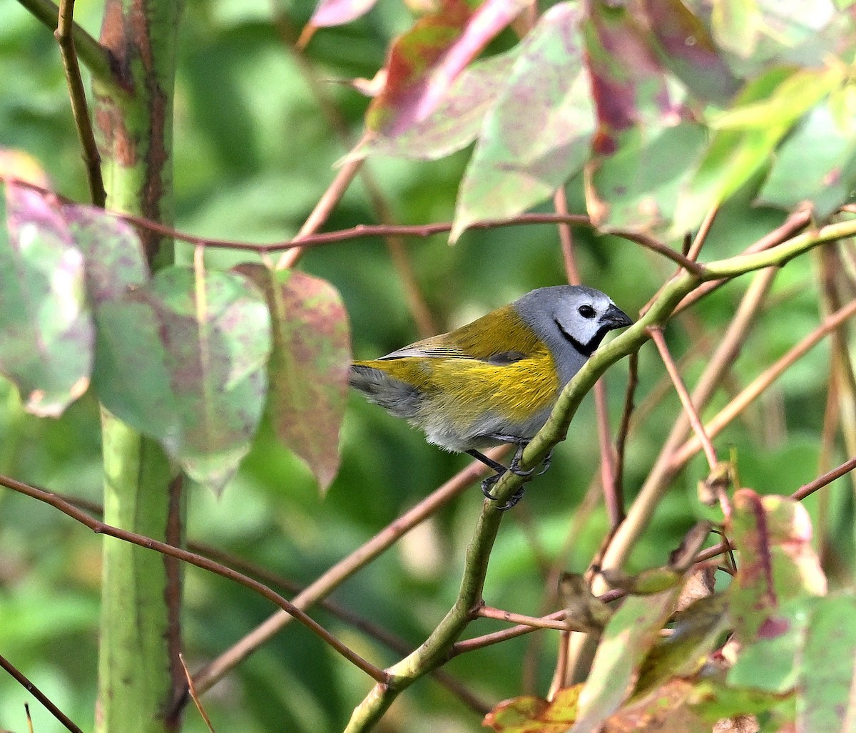 Gray-headed Oliveback - ML639857308