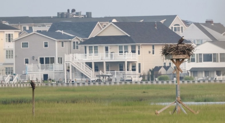 Загасч явлаг - ML639857323