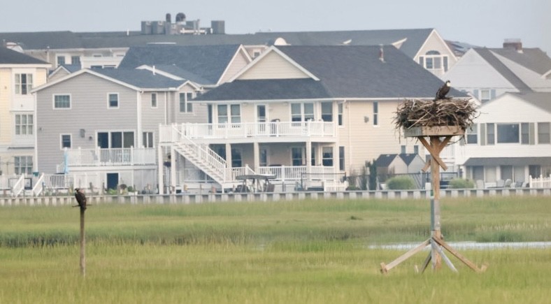 Загасч явлаг - ML639857324