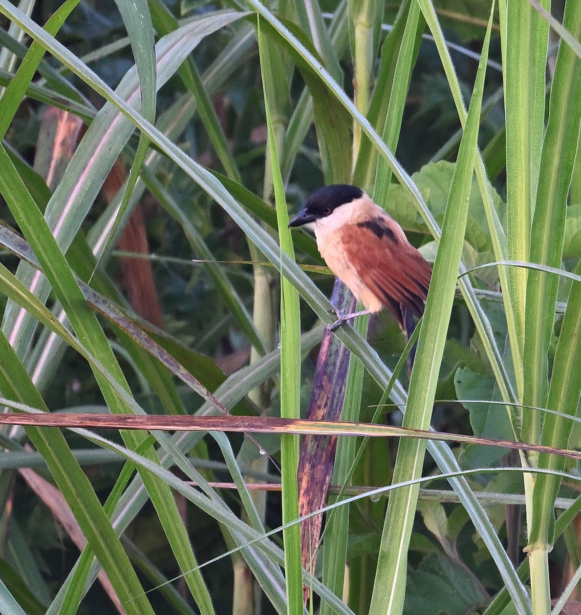 Marsh Tchagra - ML639857331