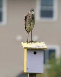 Yellow-crowned Night Heron - ML639857333