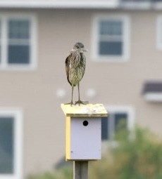 Yellow-crowned Night Heron - ML639857334