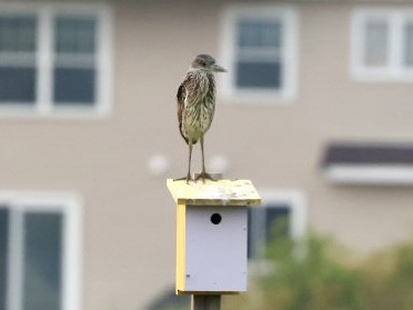 Yellow-crowned Night Heron - ML639857335