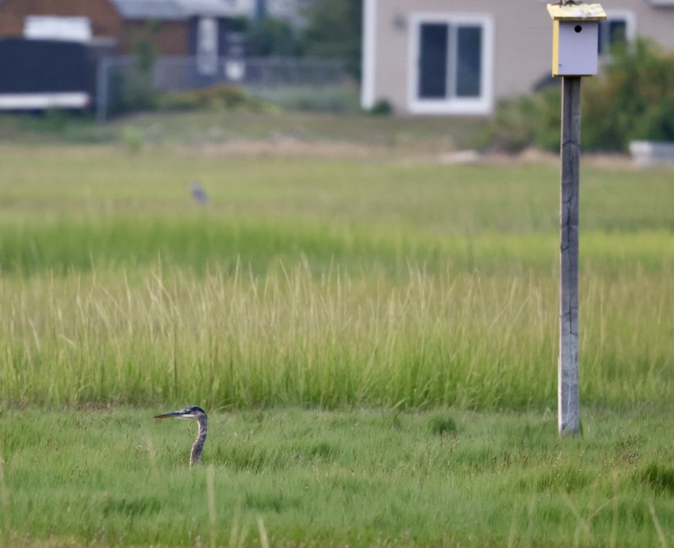 Great Blue Heron - ML639857358