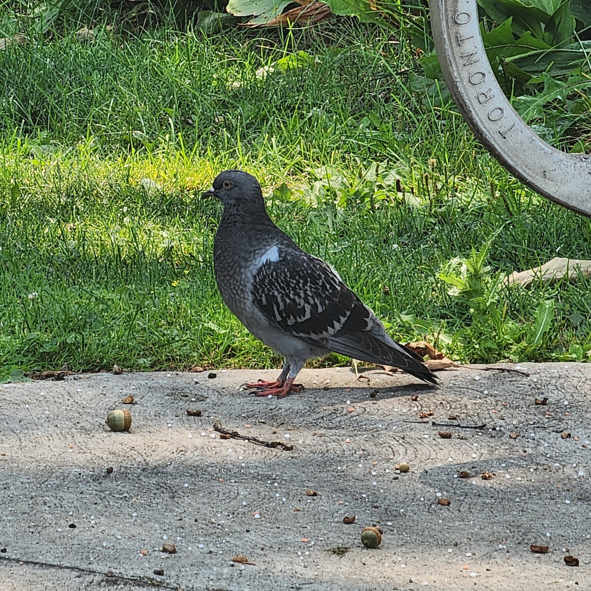 Rock Pigeon (Feral Pigeon) - ML639857424