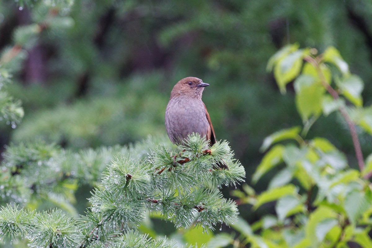 Japanese Accentor - ML639857477