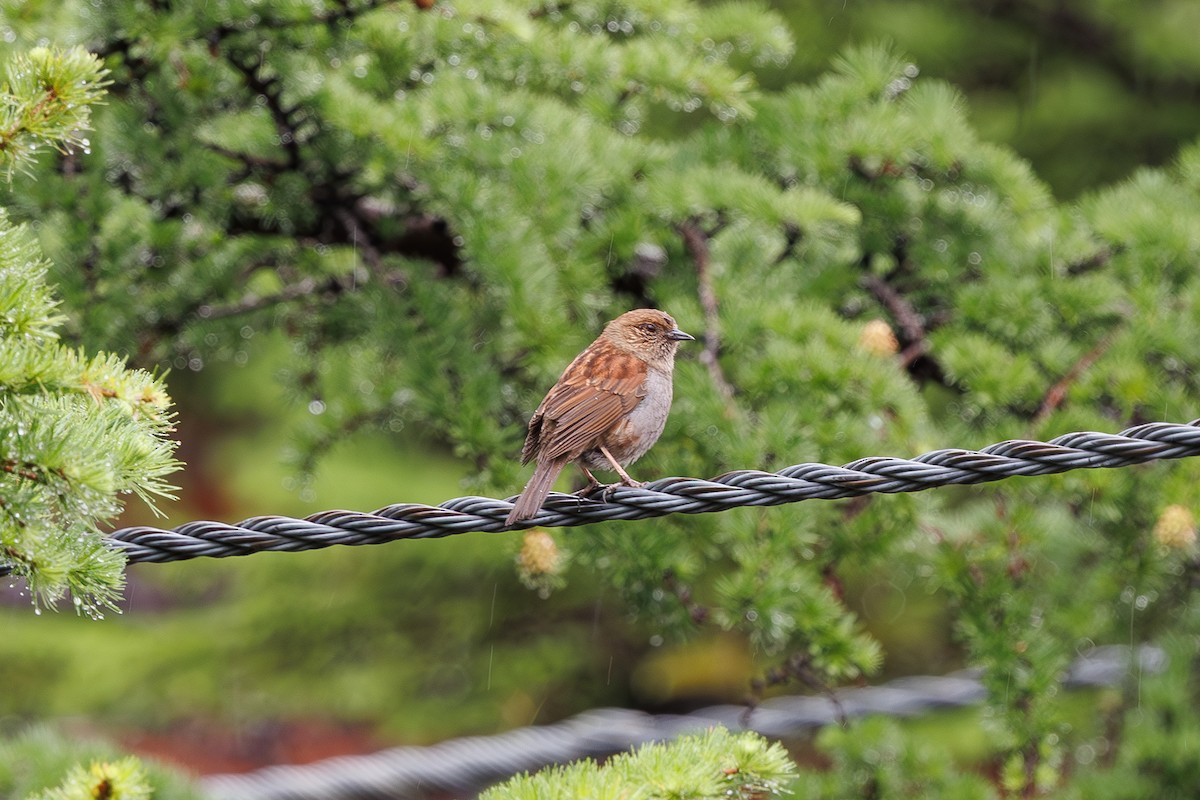 Japanese Accentor - ML639857483