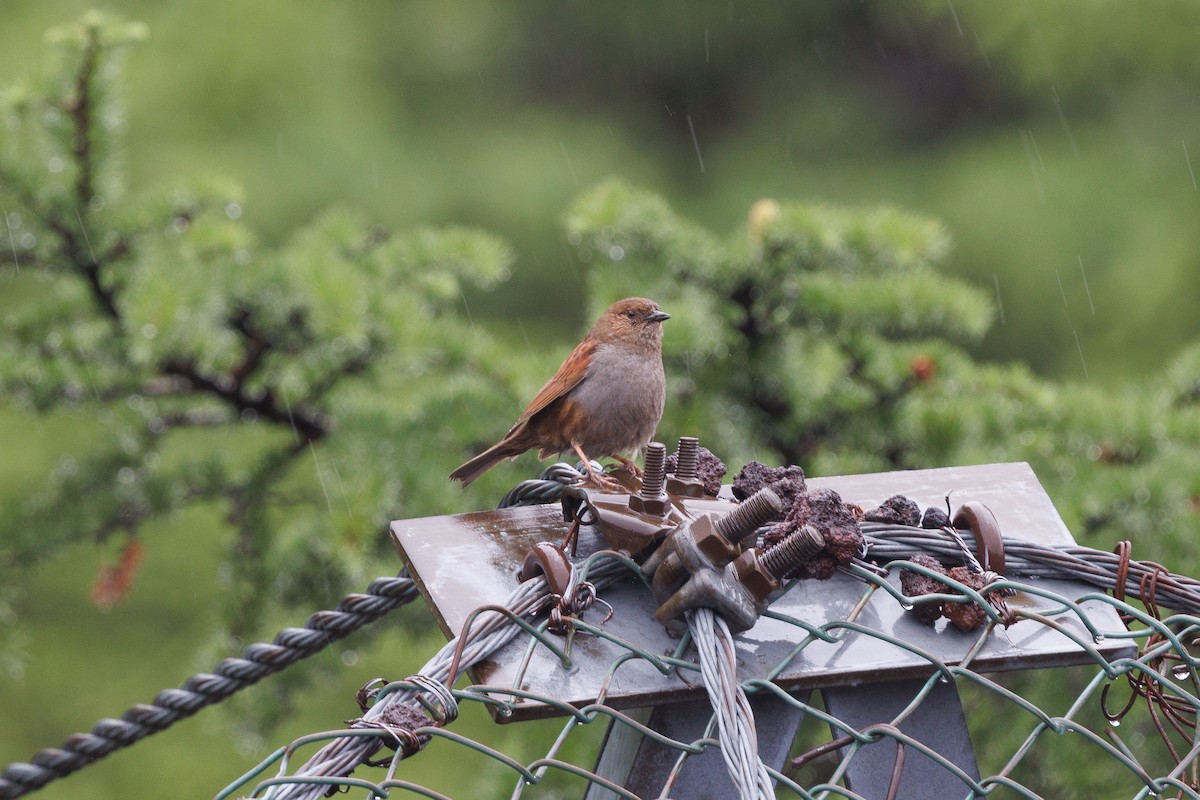 Japanese Accentor - ML639857484