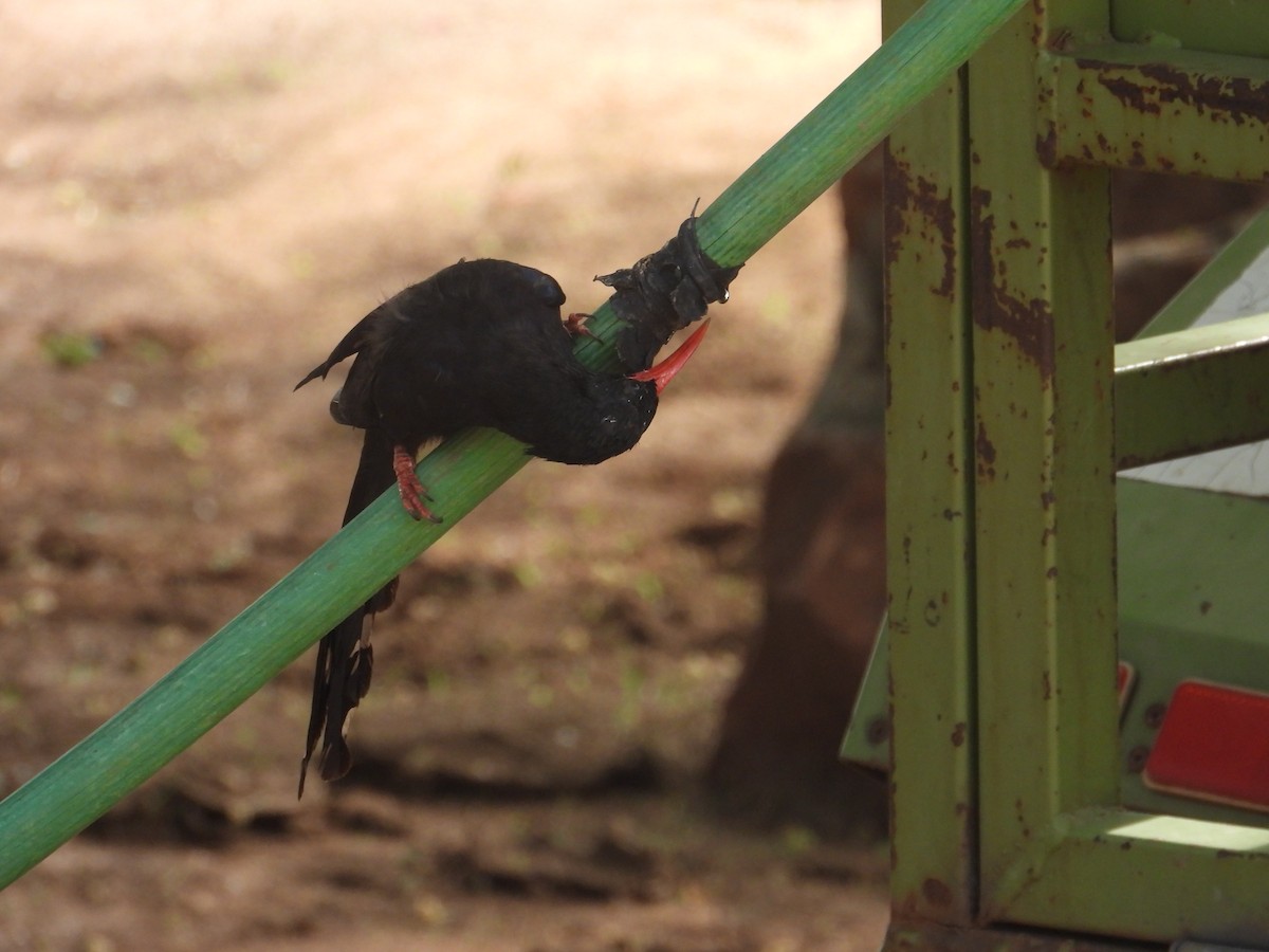 Violet Woodhoopoe - ML639857531