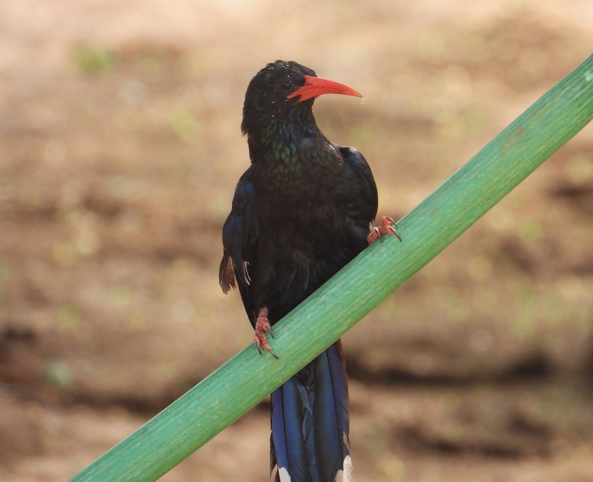 Violet Woodhoopoe - ML639857535