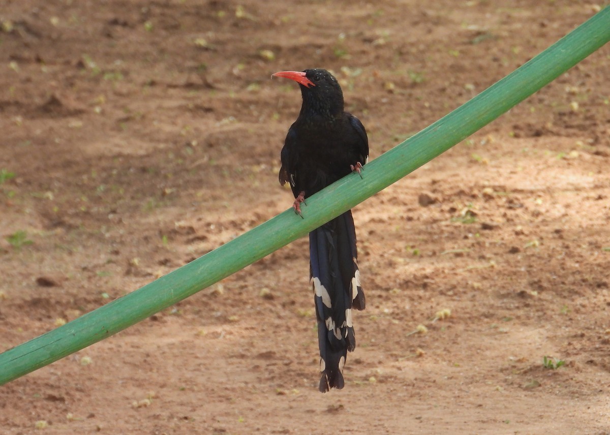 Violet Woodhoopoe - ML639857541