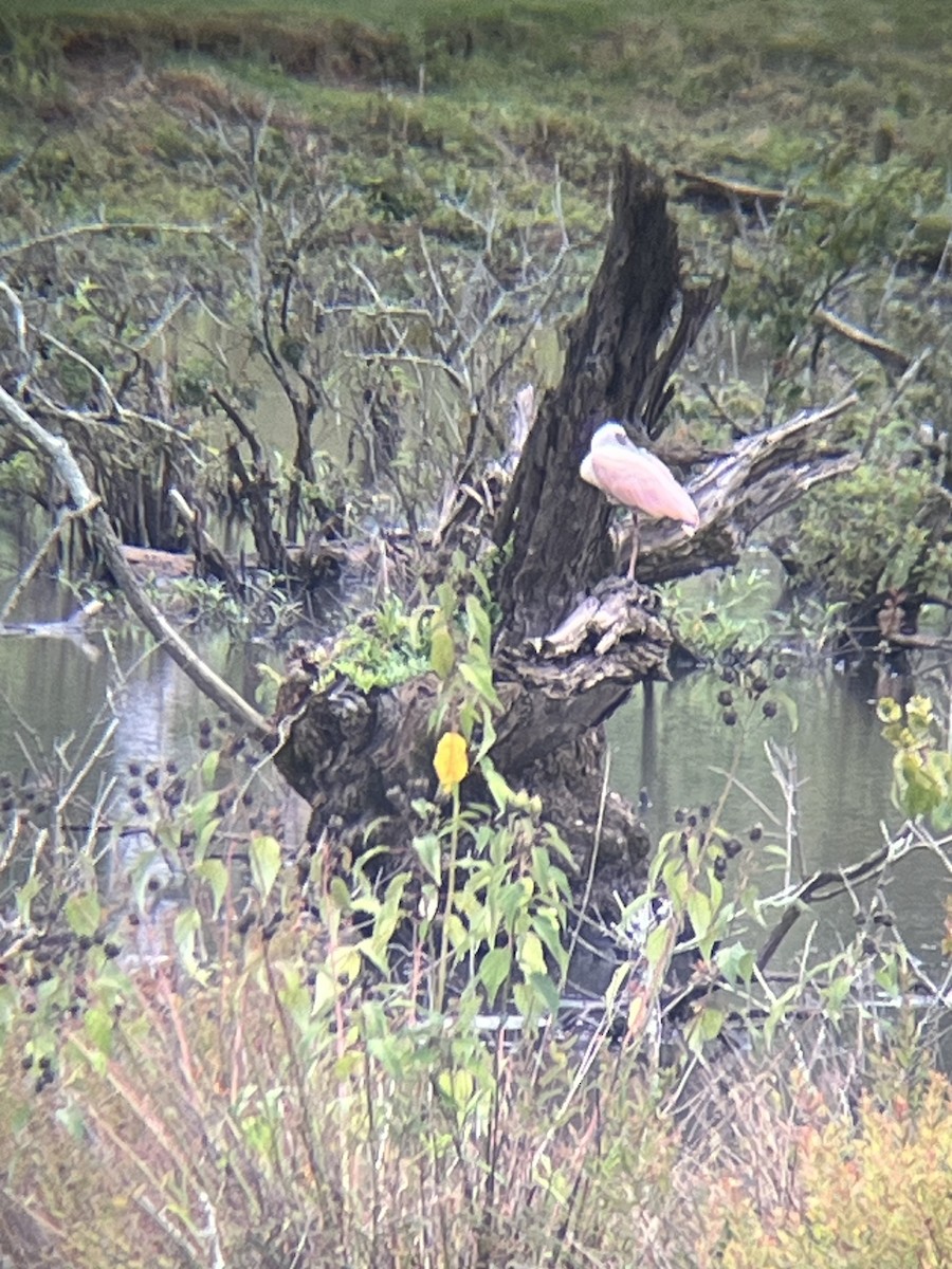 Roseate Spoonbill - ML639857545