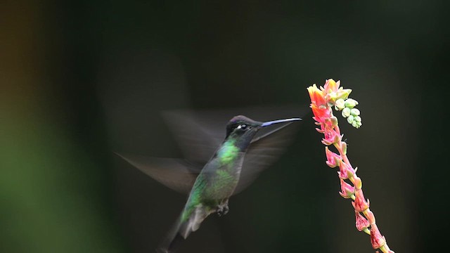 Talamanca Hummingbird - ML639857576