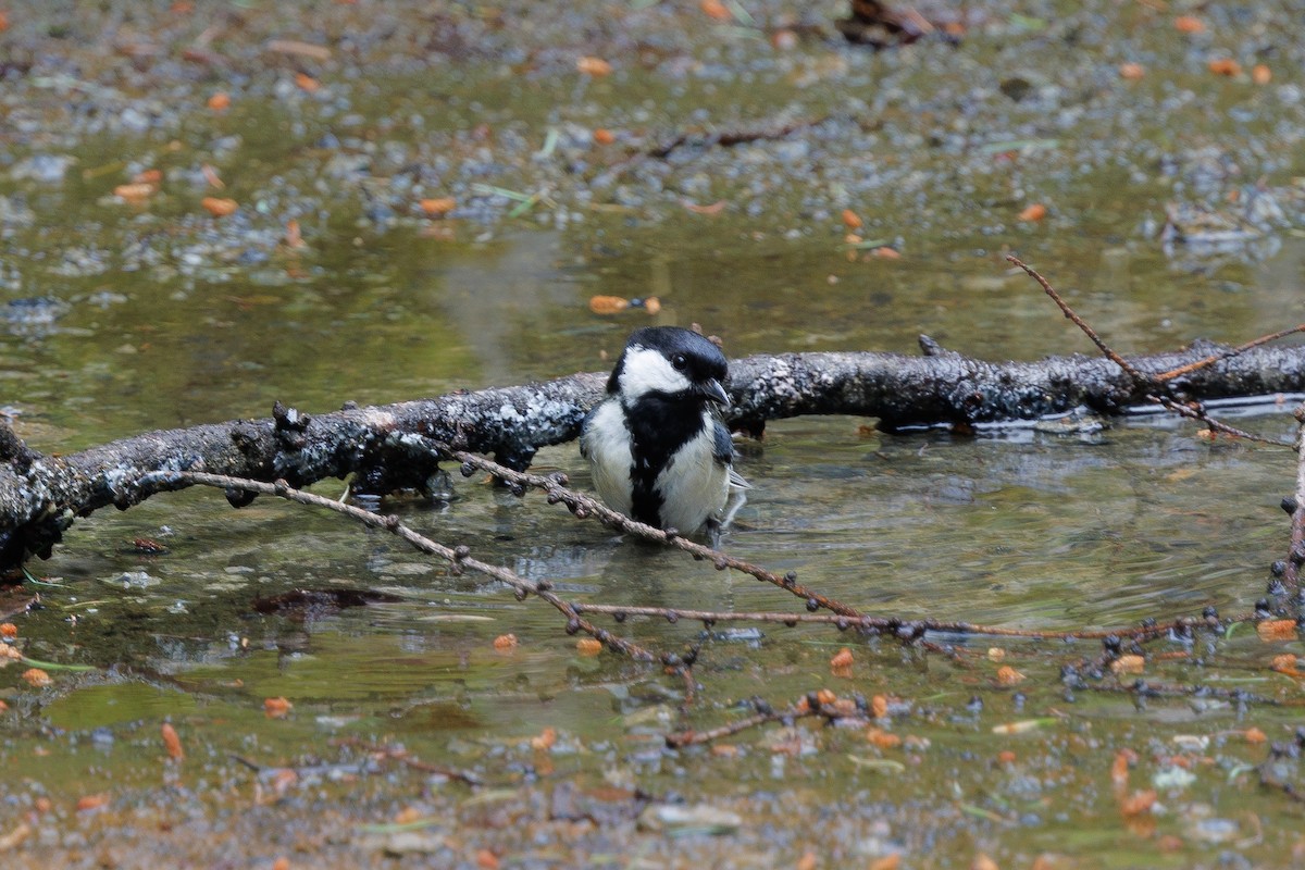 Asian Tit (Japanese) - ML639857608