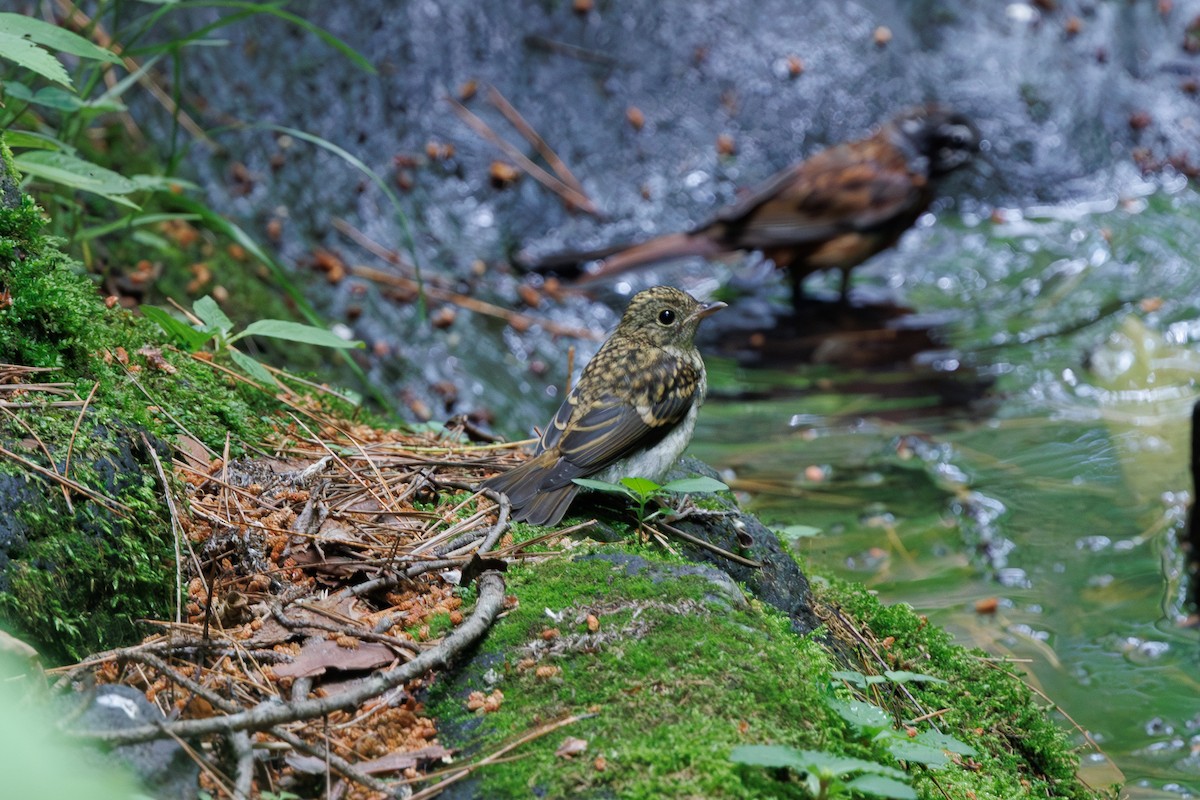 黃眉黃鶲 - ML639857609