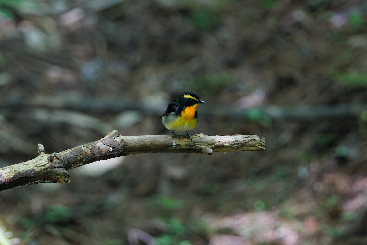 黃眉黃鶲 - ML639857616