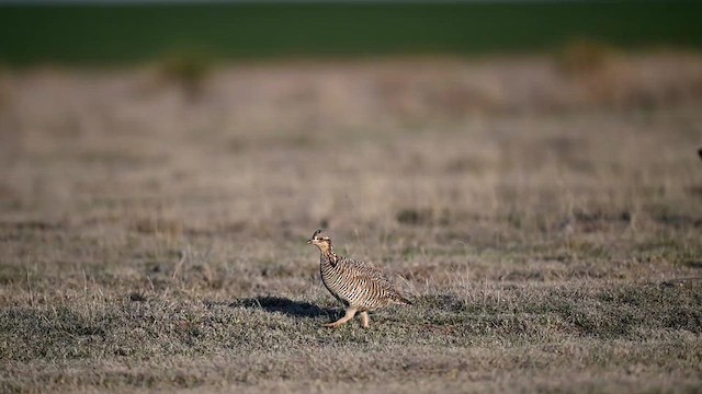 Lesser Prairie-Chicken - ML639857622