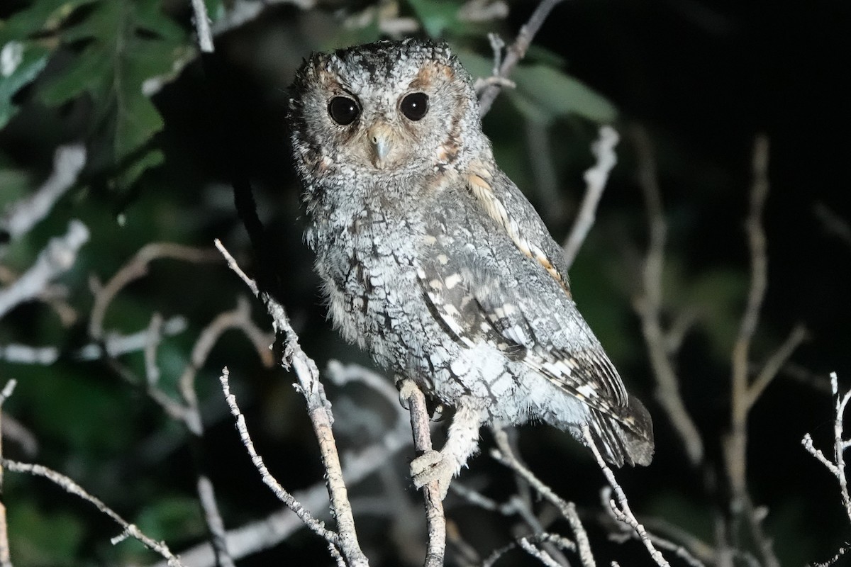 Flammulated Owl - ML639857632