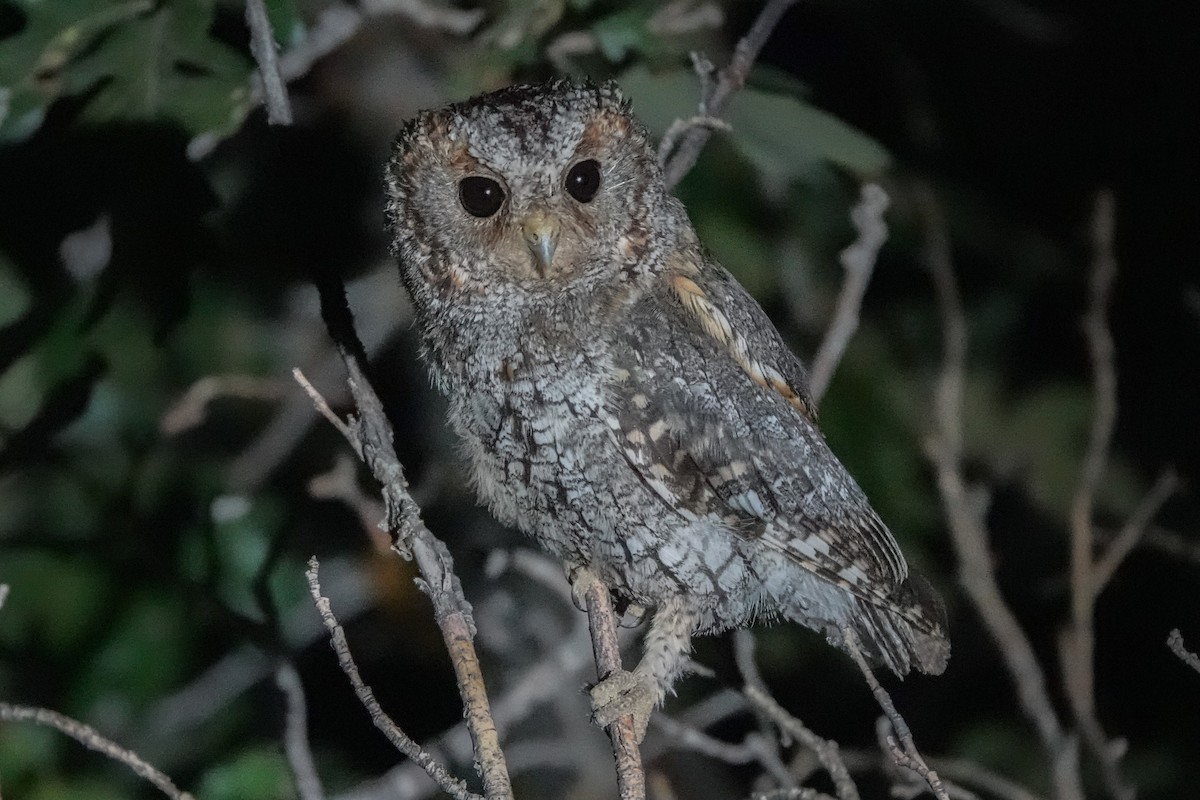 Flammulated Owl - ML639857638