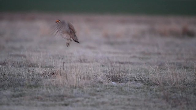 Lesser Prairie-Chicken - ML639857654