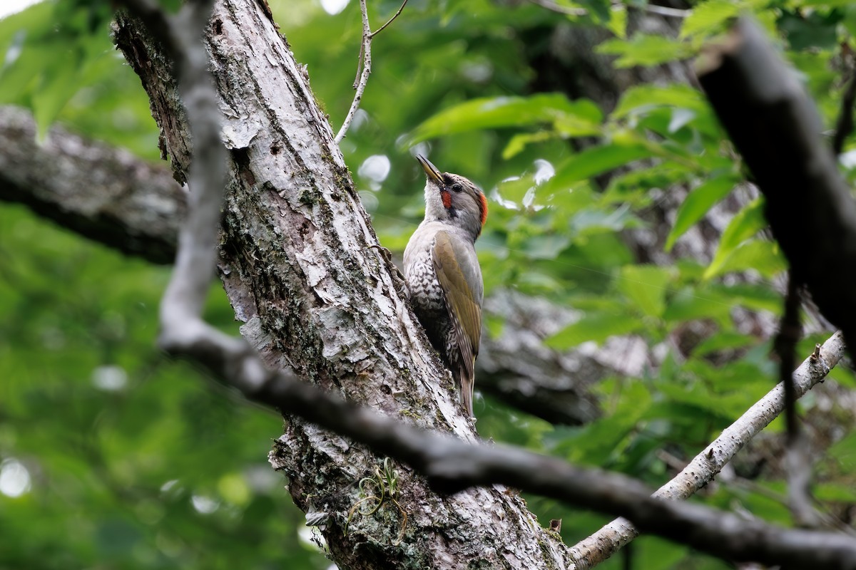 Japanese Woodpecker - ML639857676