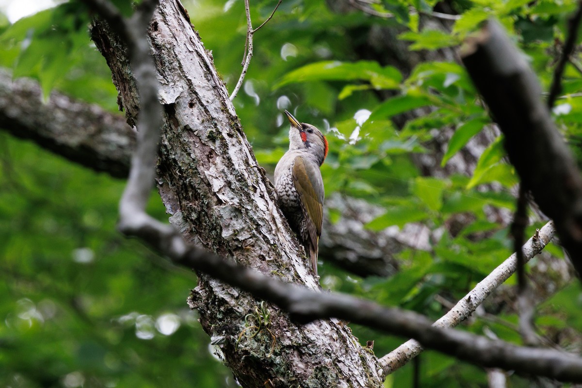 Japanese Woodpecker - ML639857678