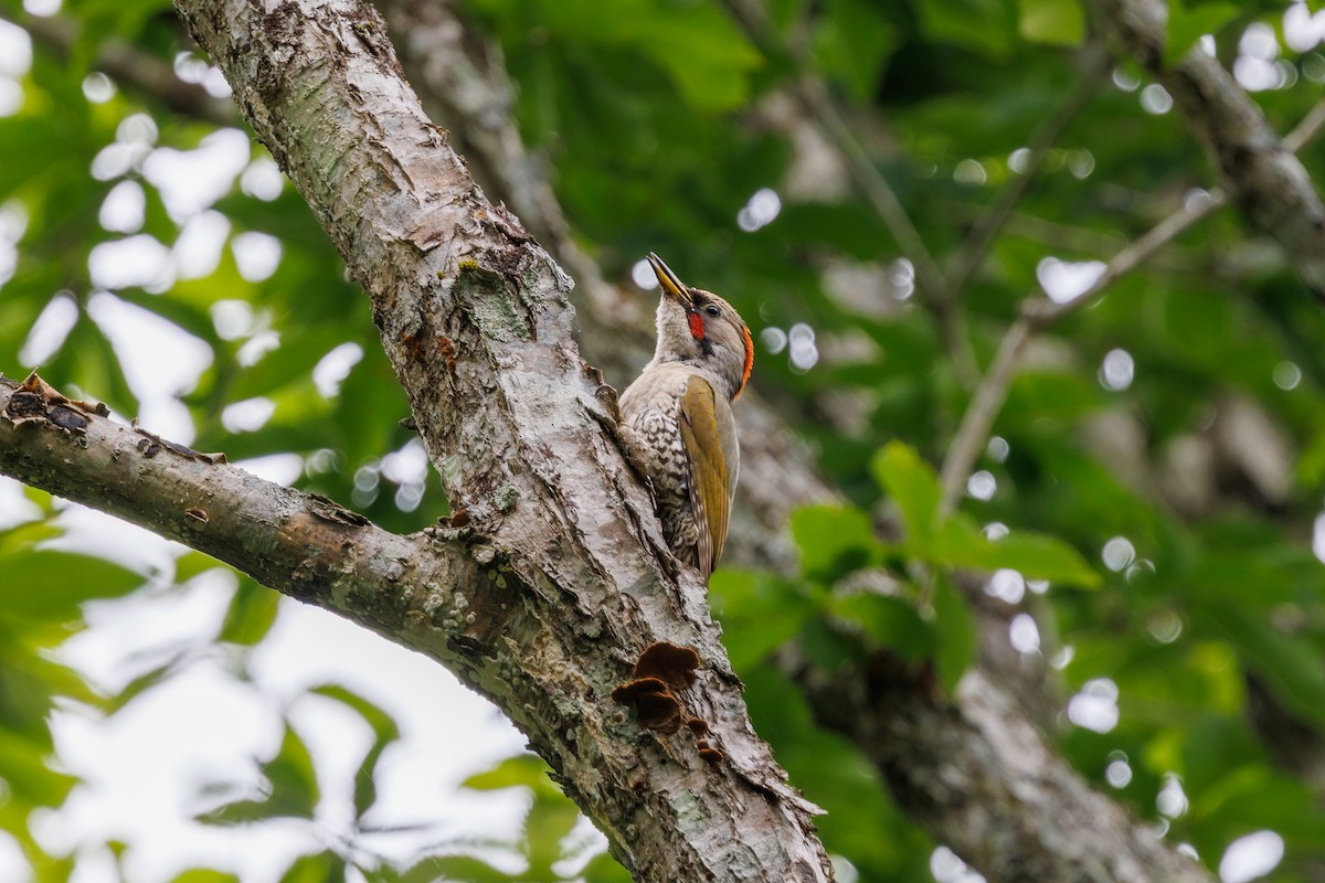 Japanese Woodpecker - ML639857681