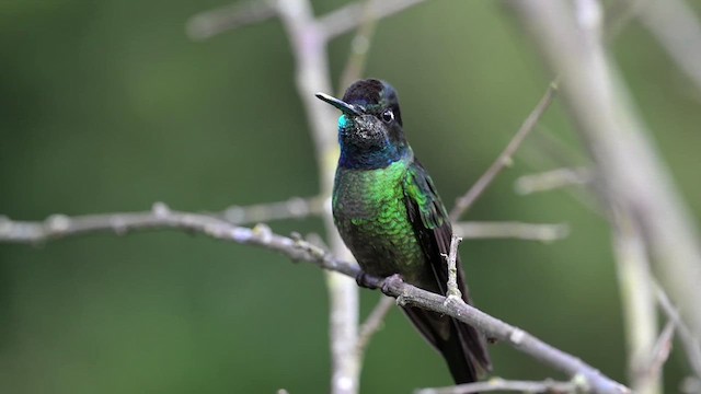 Talamanca Hummingbird - ML639857763