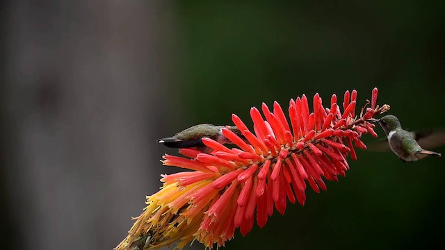 Volcano Hummingbird - ML639857768