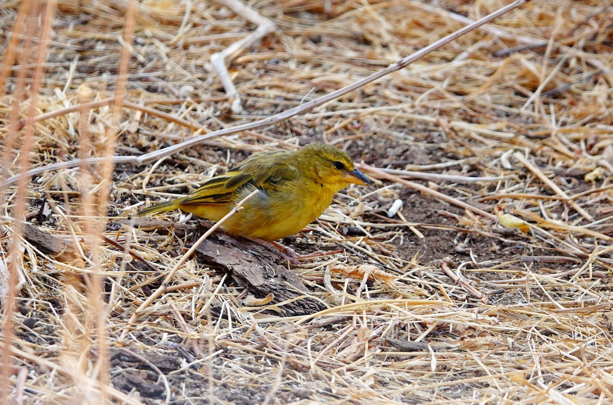 Golden Palm Weaver - ML639857801