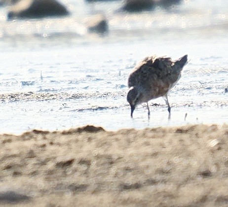 Curlew Sandpiper - ML639857826