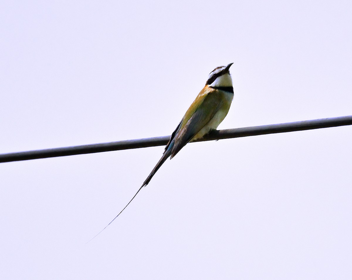 White-throated Bee-eater - ML639857856
