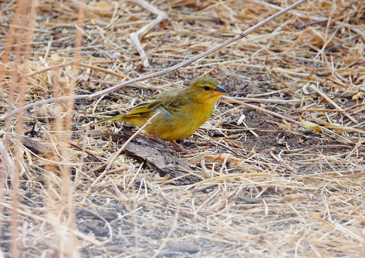 Golden Palm Weaver - ML639857873