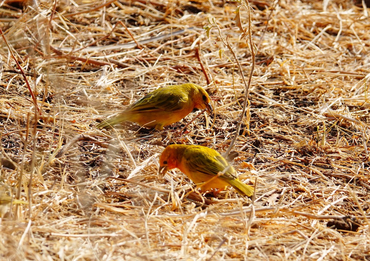 Golden Palm Weaver - ML639857874