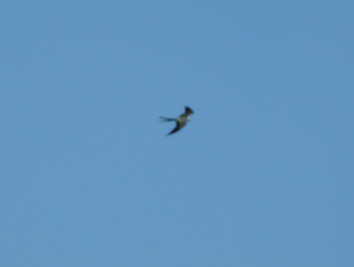 Swallow-tailed Kite - ML63985801