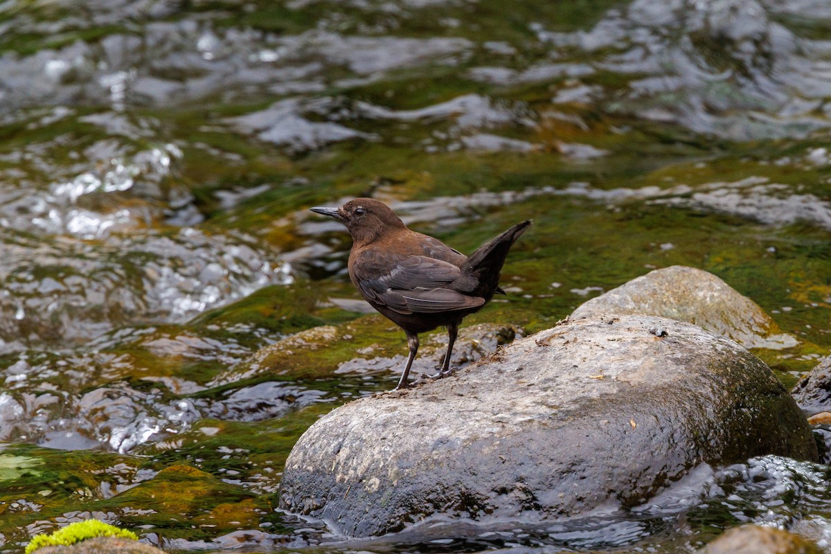 Brown Dipper - ML639858011