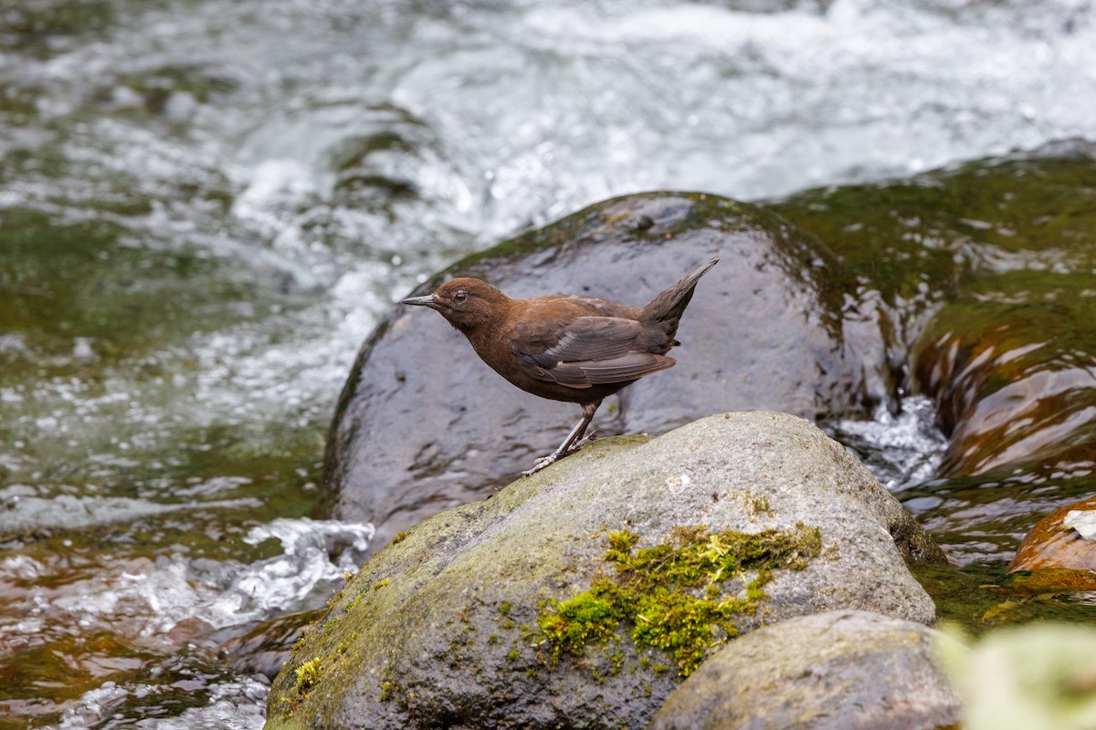 Brown Dipper - ML639858013