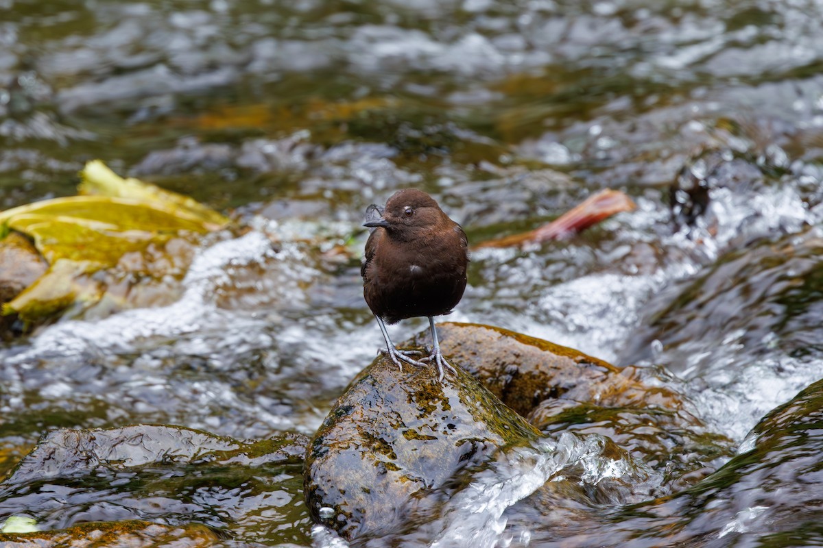 Brown Dipper - ML639858015