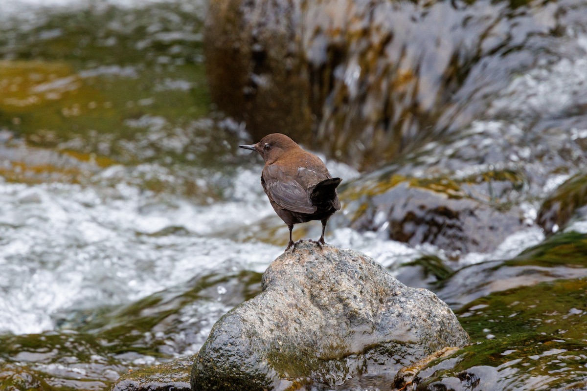 Brown Dipper - ML639858016
