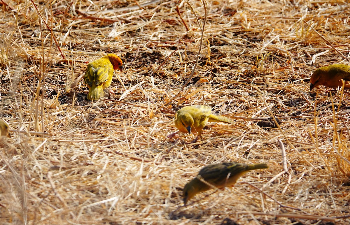 Golden Palm Weaver - ML639858021