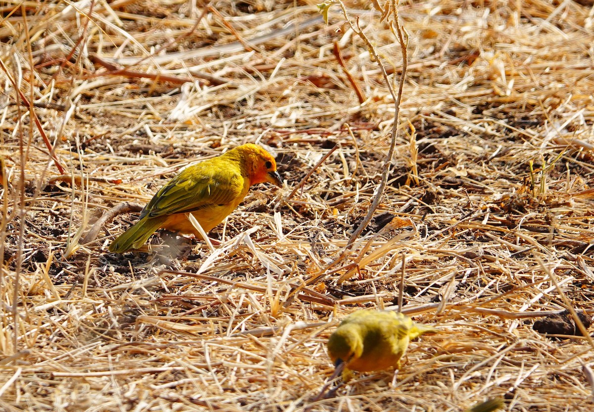 Golden Palm Weaver - ML639858048