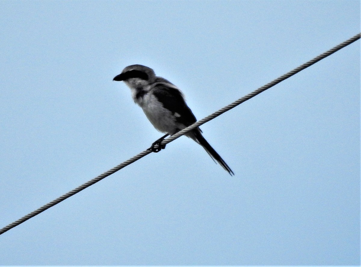 Loggerhead Shrike - ML63985811