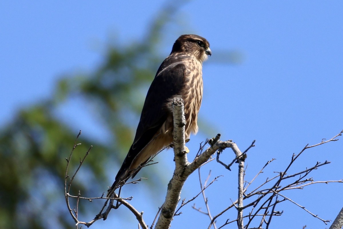 Merlin - ML639858119