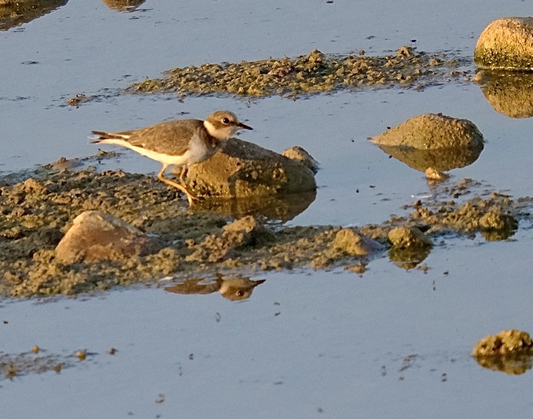 Little Ringed Plover - ML639858138