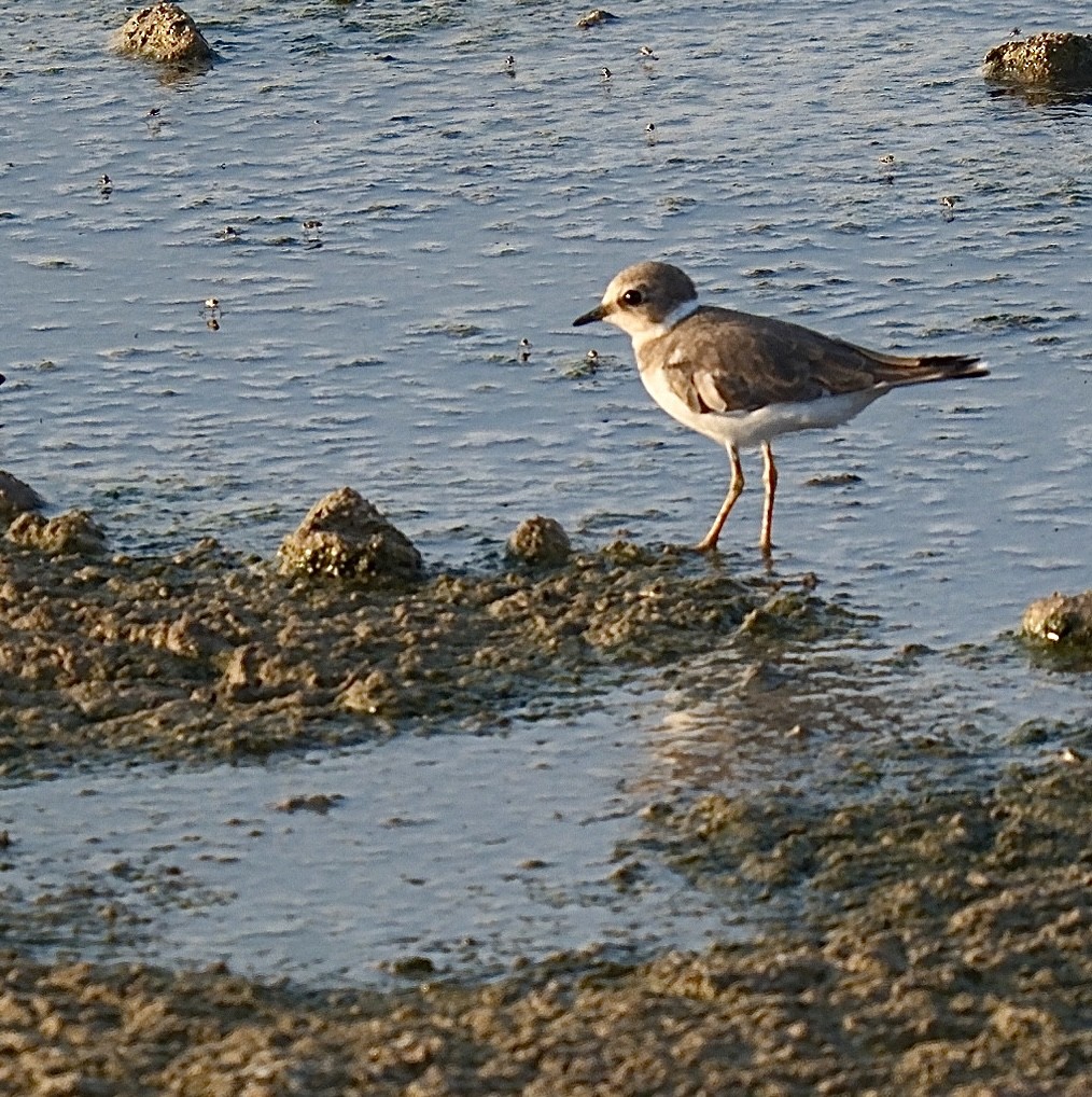 Little Ringed Plover - ML639858139