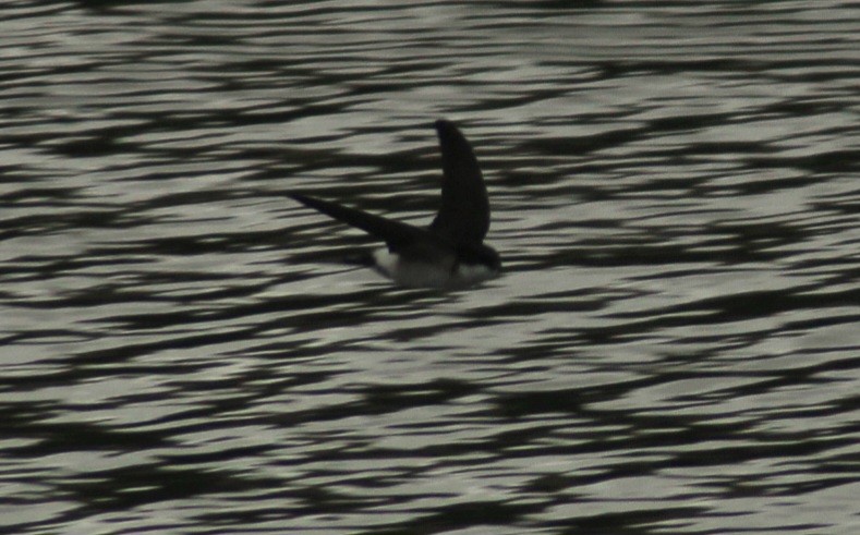 Western House-Martin - ML639858164